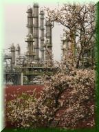 Ma Friesenheimer Insel